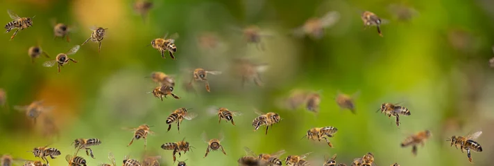 Zelfklevend Fotobehang bijen vliegen naar de bijenkorf - bijenteelt (Apis mellifera) close-up © Vera Kuttelvaserova