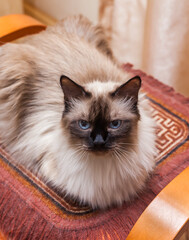 Old cat breed "Neva-masquerade"