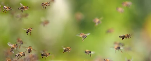 Foto op Aluminium bijen vliegen naar de korf - bijenteelt (Apis mellifera) close-up © Vera Kuttelvaserova