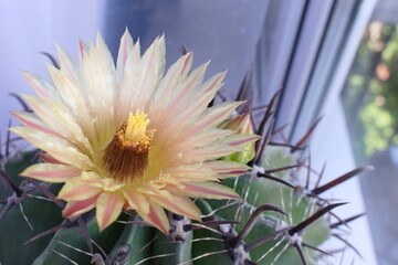 cactus flower in bloom