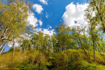 Fototapeta na wymiar Mountain with birches against white clouds and blue sky in summer