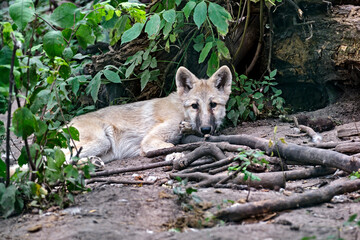 Obraz premium Ein junger Polarwolf , Weißwolf oder arktischer Wolf ( Canis lupus arctos ).
