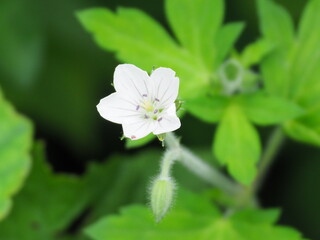 ゲンノショウコ