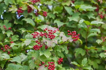 Bunches of viburnum on the branches against the foliage in summer