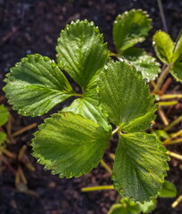 Morning dew drops on strawberry leaves closeup