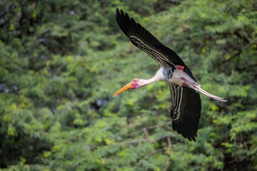 Painted Stork in Flight in green background