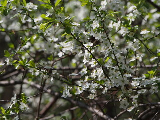 leaves on a tree, This picture will look good in your interior