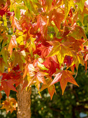 Selective focus of liquidambar (sweetgum tree) leafs with blurred background