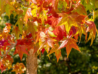 Selective focus of liquidambar (sweetgum tree) leafs with blurred background