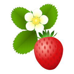 熟した赤いイチゴ1個と白いイチゴの花1輪と緑色の葉