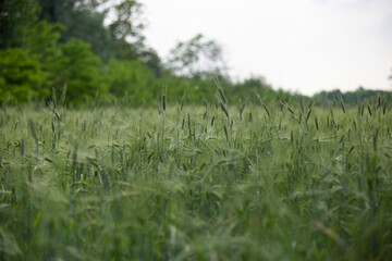 Nature