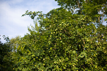 Fototapeta na wymiar Green apples on a tree. Garden deerevo with fruits.