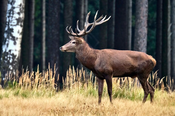 Rotwild ( Cervus elaphus ).