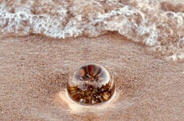 shell on sand