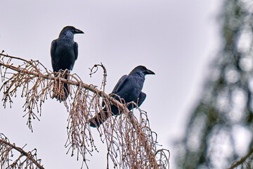 Zwei Kolkraben ( Corvus corax ).