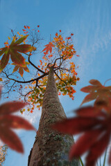 Autumn scene, the falling color leaves of a maple tree, selective focus