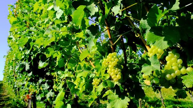 yellow grapes in green vineyard