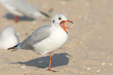 Birds of lakes and estuaries. The river gull (Larus ridibundus) stands on one leg and has its beak wide open.