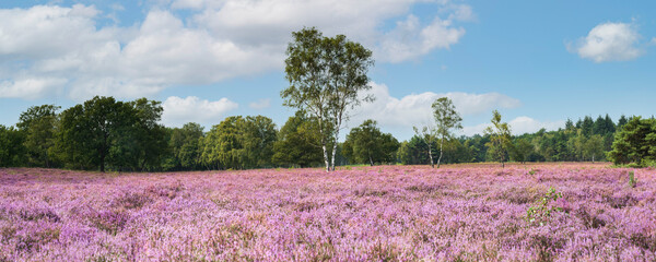 Huge blooming heather field in late summer, Dutch landscape, Panorama, De Kampina
