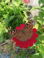 butterfly on a flower
