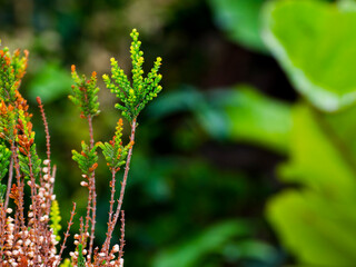 Common heather or ling in a summer garden
