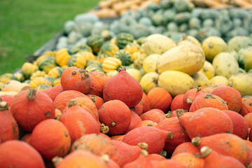 Red kuri squash (Curcurbita maxima) and other pumpkin sorts ready for sale.