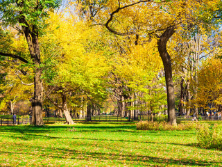 Fototapeta premium 秋のニューヨーク セントラル・パーク