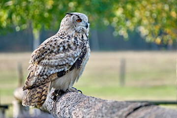 Sibirischer Uhu ( Bubo bubosibiricus ).