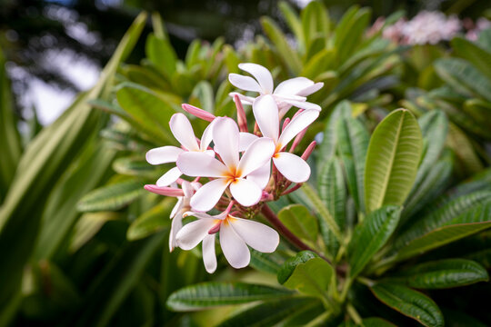 Pretty pink plumeria flowers bursting with color on a bush located on the island of Kauai, Hawaii.