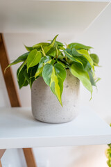 Philodendron Brasil in a gray pot on a white shelf