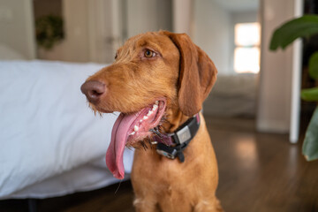 wire haired vizsla with her tongue out