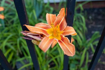 Hemerocallis fulva, orange daylilly, flower against black posts