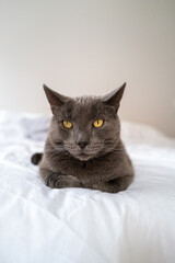Blue Russian Cat staring at the camera with yellow eyes