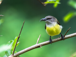 Female Purple-rumped sunbird sitting on a branch (Sri Lanka)
 Species: Leptocoma zeylonica	
