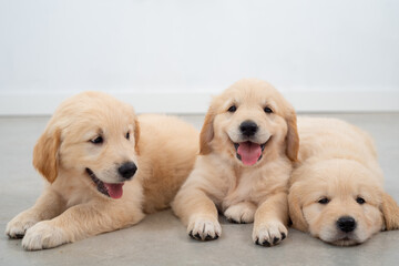 Golden retrieber puppies