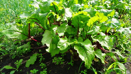 beet tops leaves garden bed autumn summer harvest garden vegetable garden