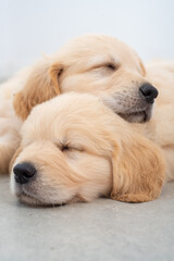 Golden retrieber puppies sleeping