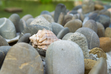 The Rapana shell lies between round sea stones.