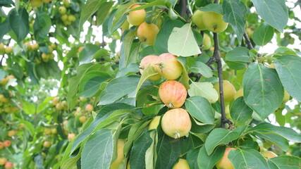apple tree garden apples on a branch autumn summer harvest garden vegetable garden