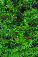 Obraz premium Green background of coniferous plant branches.