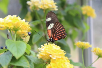 Mariposa negra y naranja en una flor amarilla. Mariposa en el jardín