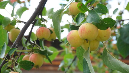 apple tree garden apples on a branch autumn summer harvest garden vegetable garden