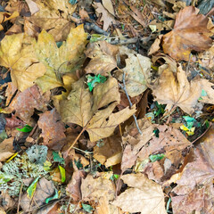 Background of fallen yellow dry leaves