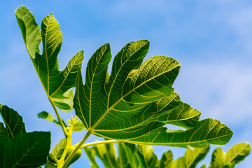Leaves of fig tree in a garden