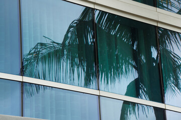 Palm tree reflection