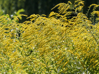 Clumps of Canada goldenrods or Solidago canadensis. Yellow flowers and lanceolate to linear shaped leaves alternately arranged on green stems with lines of white hairs