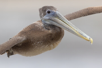Braunpelikan (brown pelican)
Puerto Lopez, Ecuador