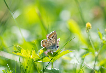 Argus butterfly in the meadow focus on foreground blur background
