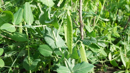 peas pods garden bed autumn summer harvest garden vegetable garden