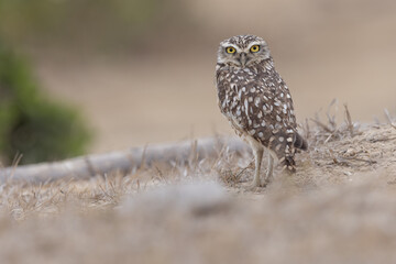 Kaninchenkauz (Burrowing owl)
Ecuador